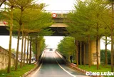 Hà Nội đẹp ngỡ ngàng dưới những tán lá bàng nhỏ