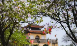 Ăn chơi cho hết tháng Giêng, mùa săn hoa đã đến khiến cả Hà Nội đứng ngồi không yên