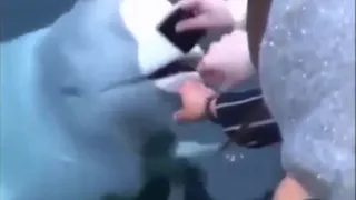 [Clip]: Cá voi ngậm điện thoại trả lại người đánh rơi tạo bão like trên mạng xã hội