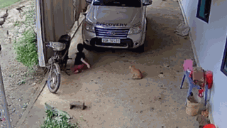 Gà trống te tua vì chọc giận bé gái