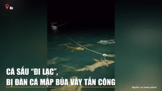 Cá sấu “đi lạc”, bị đàn cá mập bủa vây tấn công