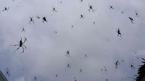 `Mưa nhện` kinh hoàng ở Brazil - hàng vạn con nhện lơ lửng trên bầu trời