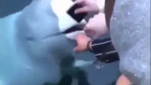 [Clip]: Cá voi ngậm điện thoại trả lại người đánh rơi tạo bão like trên mạng xã hội