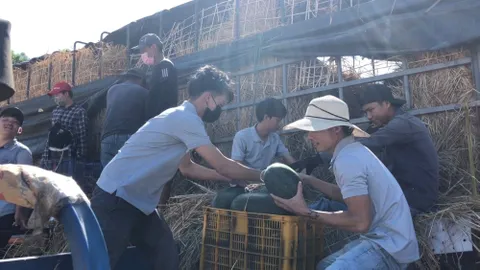 Làn sóng giải cứu dưa hấu cho nông dân được hưởng ứng mạnh mẽ