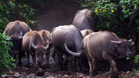 Trâu Lang Biang có vóc dáng khủng nhất Việt Nam