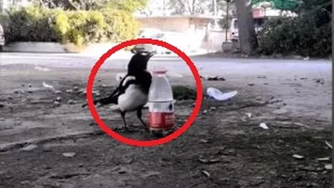 Clip: Chú chim thông minh biết nhặt đá bỏ vào chai nước để nước dâng cao lên để nó có thể uống