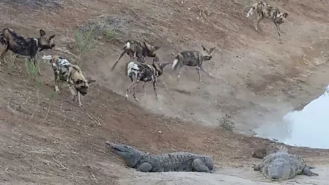 Động vật đại chiến số 107: Cá sấu lên bờ tắm nắng bị bầy chó hoang tấn công