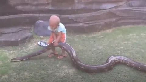 Clip: Sởn gai ốc khi xem cảnh bé trai 2 tuổi chơi đùa với trăn khổng lồ như thú cưng
