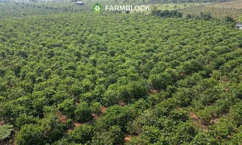 FarmBlock và hành trình kiến tạo vùng trồng cà phê bền vững gắn với cộng đồng dân tộc Gia Lai