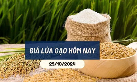 Giá lúa gạo hôm nay 25/10/2024: Thị trường xuất khẩu gạo đi xuống