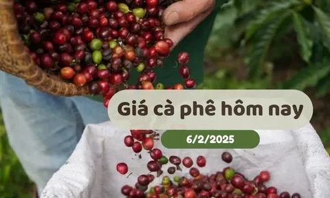 Giá cà phê hôm nay 6/2/2025: Tăng 9 phiên liên tiếp