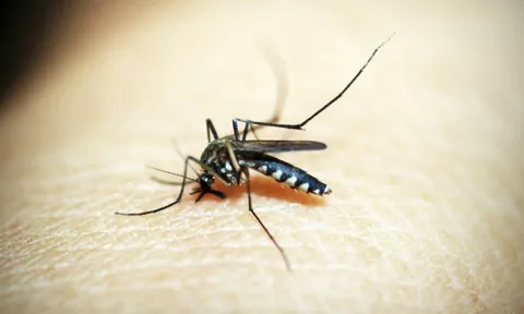 Lý do bạn bị muỗi đốt nhiều hơn người khác