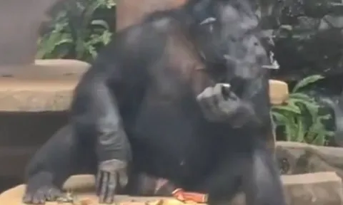 Con vật trong vườn thú bị phát hiện hút thuốc, 'nhả khói' thành thạo khiến cộng đồng mạng xôn xao