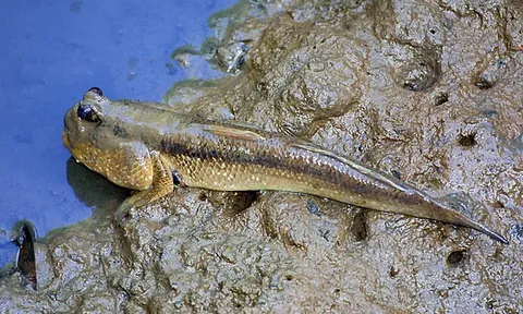 Loại cá có vẻ ngoài 'phát khiếp' là đặc sản Cà Mau, phơi khô bán 500 nghìn/ký vẫn cháy hàng