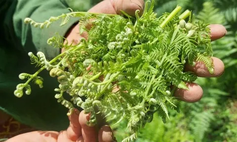 Loại rau được ví là 'rau trường sinh', tốt như thuốc bổ: Ở Việt Nam mọc dại, ít người biết