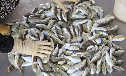 Loại cá kịch độc dễ gây tử vong nếu ăn nhầm, nhiều người vẫn vô tư không sợ