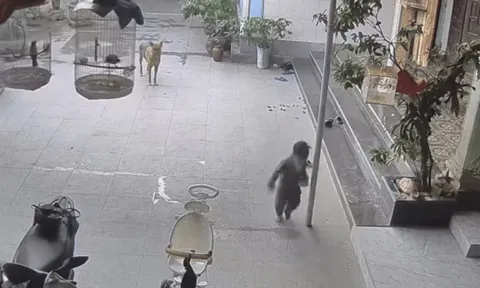 'Búp măng non' gặp sự cố trên sân nhà, bố mẹ xem camera mà đau lòng