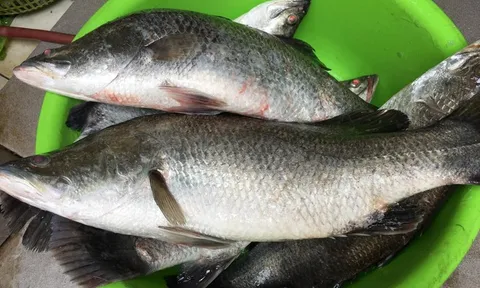 Chuyên gia chỉ ra 1 loại cá tốt cho sức khỏe hơn cá hồi, ở Việt Nam bán nhiều, giá lại rẻ