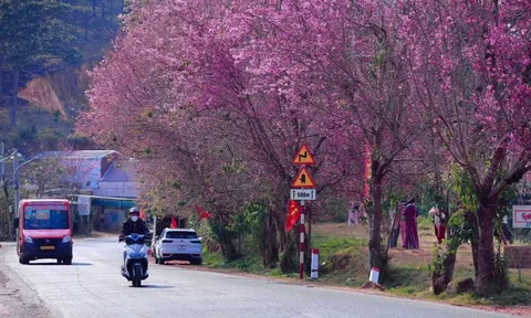 Mùa hoa anh đào 'nhuộm hồng' Đà Lạt