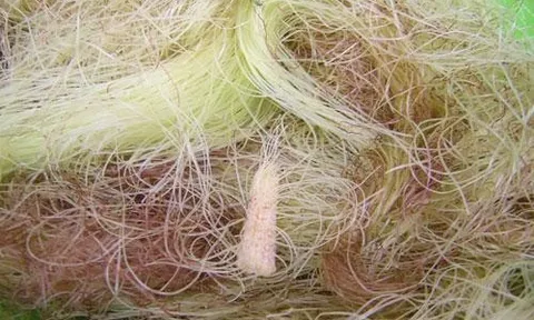 Những bộ phận của bắp ngô cực kỳ tốt cho sức khoẻ lại bị vứt đi không thương tiếc