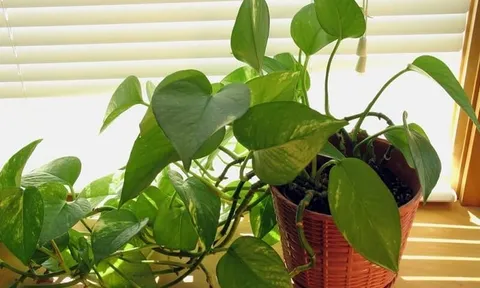 5 loại cây quen mặt nhưng tiềm ẩn rủi ro sức khỏe: Đừng đặt bừa trong phòng kín