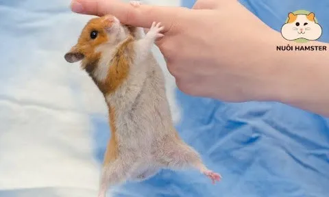 Các loại chuồng hamster được ưa chuộng nhất hiện nay