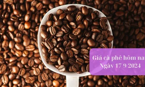 Giá cà phê hôm nay 17/9: Cà phê trong nước giảm nhẹ 100 - 200 đồng/kg