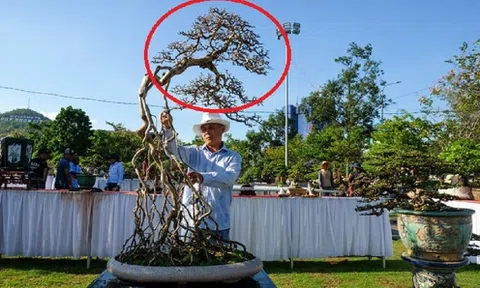 Ngắm dàn "quái cây" bonsai với dáng thế độc, giá lên đến tỷ đồng