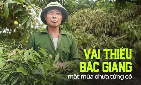 Người dân Bắc Giang bất lực vì vải thiều mất mùa