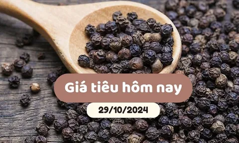 Giá tiêu hôm nay 29/10/2024: Thị trường chao đảo giảm tới 2,500 đồng/kg