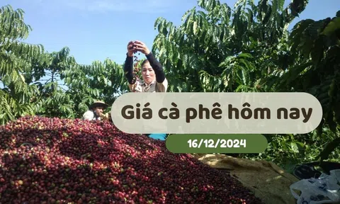 Giá cà phê hôm nay 16/12/2024: Tăng trở lại 1,200 đồng/kg