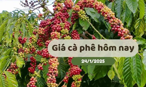 Giá cà phê hôm nay (24/1/2025): Đà tăng mạnh mẽ cả trong nước và quốc tế