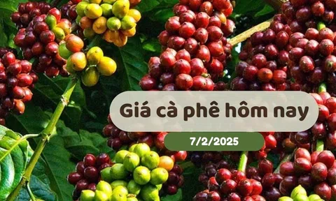 Giá cà phê hôm nay 7/2/2025: Liên tiếp lập kỷ lục