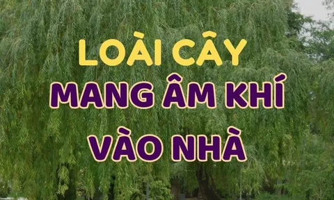 Người xưa có câu: "Trước cửa trồng cây âm, tiền bao nhiêu cũng mất sạch". Cây âm là cây gì?