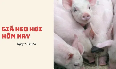 Giá heo hơi hôm nay 7.8.2024: Dao động từ 61.000 đồng/kg, thịt heo vẫn giữ giá ổn định