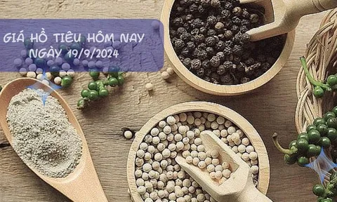 Giá tiêu hôm nay 19/9/2024: Giảm mạnh xuống dưới 150,000 đồng/kg