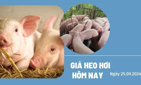 Giá lợn hơi hôm nay 25/9/2024: Tăng nhẹ 1.000 đồng/kg tại cả ba miền