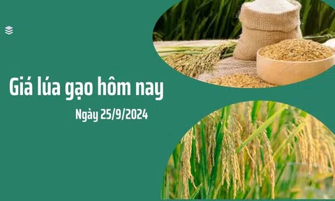 Giá lúa gạo ngày 25/9/2024: Giá giảm nhẹ trên toàn thị trường