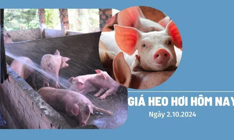 Giá heo hơi hôm nay 2/10: Miền Bắc tiếp tục dẫn đầu với mức 69.000 đồng/kg