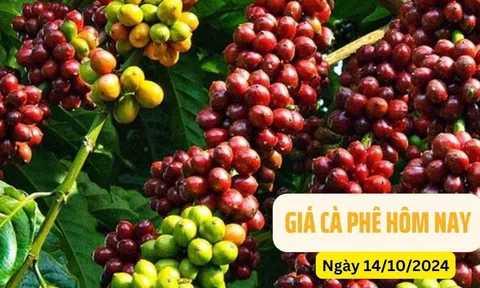 Cập nhật giá cà phê hôm nay 14/10/2024: Giá tiếp tục giảm, ghi nhận tuần thứ hai liên tiếp