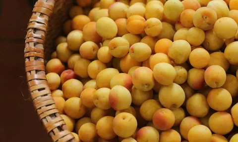 Mơ vàng vào mùa, dân Hà Thành "xếp hàng" chờ mua
