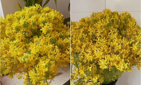 Sống 30 năm chưa bao giờ biết hoa súp lơ trông như thế nào cho tới khi cắm thử