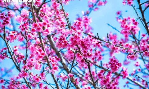 Hoa anh đào nở sớm, gọi xuân về vùng đất biên cương Điện Biên
