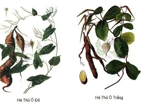 Sai lầm trong cách sử dụng hà thủ ô dẫn đến những biến chứng khó lường