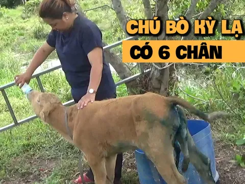 Kỳ lạ chú bò `biết vui, biết buồn` được nhà chùa làm lễ quy y ở Phú Quốc