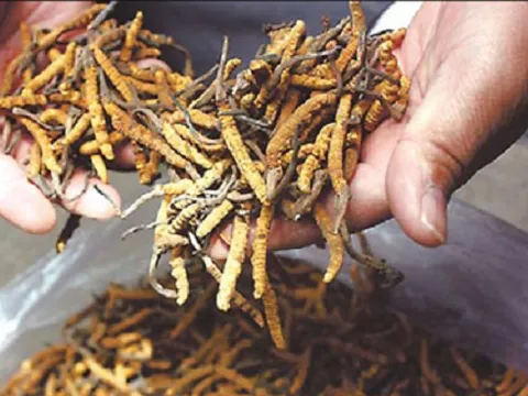 “Thiên hạ đệ nhất thần dược” của các bậc quân vương  