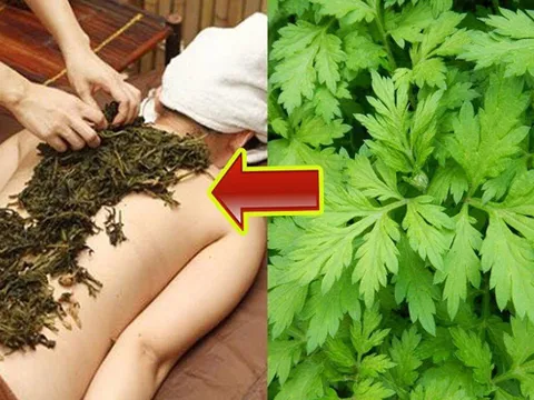 Thảo dược quanh nhà trị gai cột sống