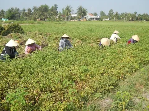 Hà Tĩnh: Nhổ lạc giữa chiều nắng gắt, người đàn ông tử vong do sốc nhiệt