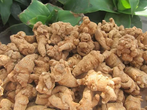 Cách uống tam thất thanh lọc cơ thể, đẩy lùi bệnh tật