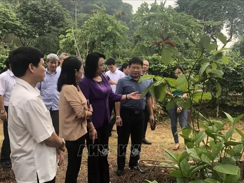 Hà Nội phát triển cây dược liệu nhờ tận dụng lợi thế vùng gò đồi